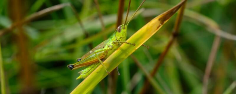 蝗虫用什么农药