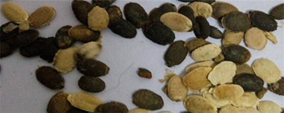 丝瓜种子催芽方法