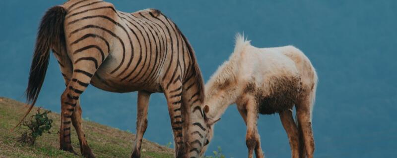 斑马的生活习性