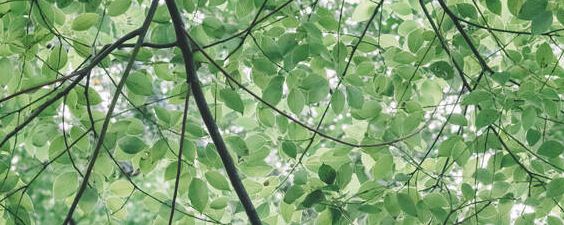 鸭脚木树浇水的正确方法