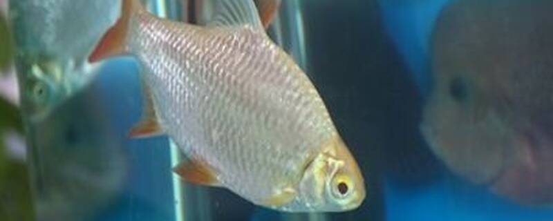 双线侧鱼能和什么混养