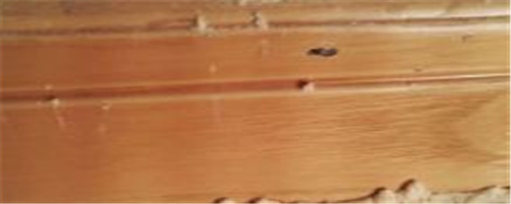 粉蠹虫怎么彻底防治