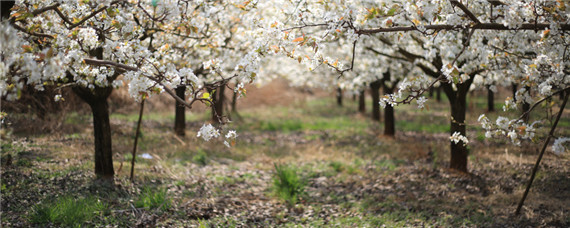 梨树二次开花怎么办