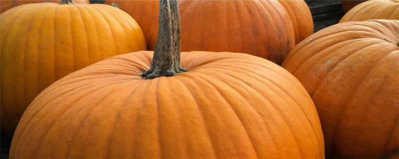 哪个品种的南瓜产量高