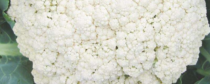 散花菜的种植技术