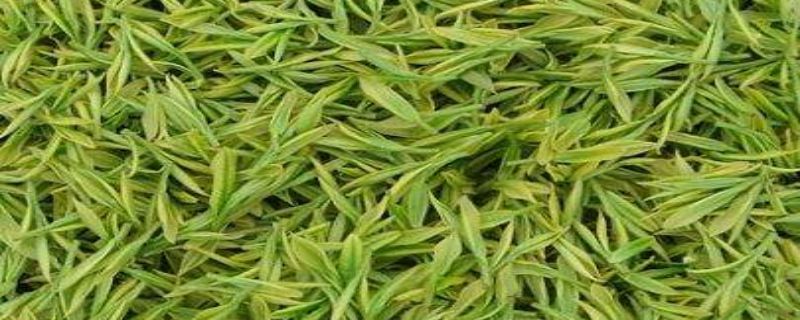 新建茶园种植注意事项