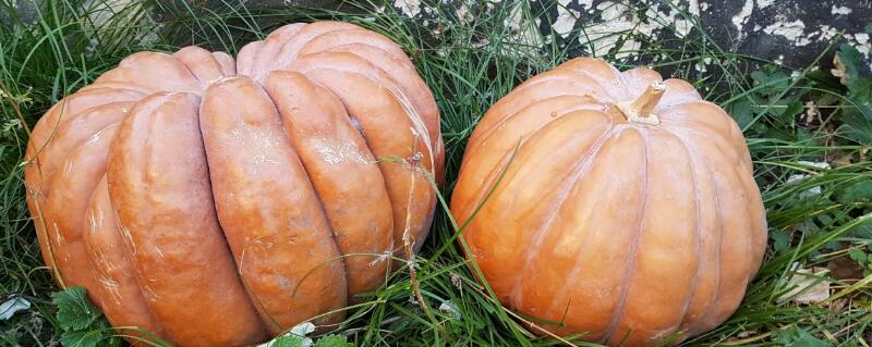 南瓜的种植方法