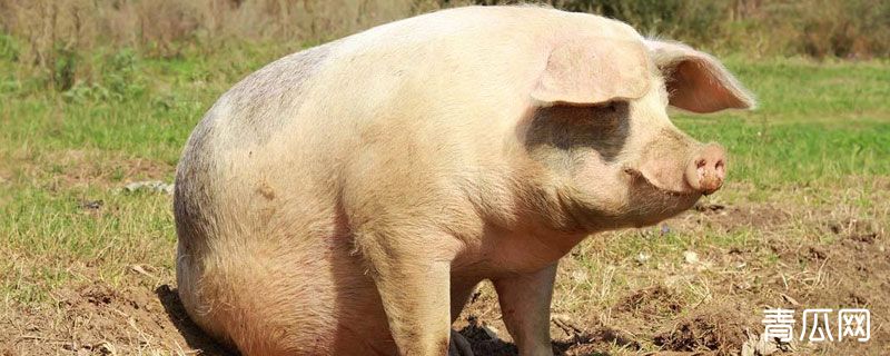 一个猪耳朵大概多重 农村致富经