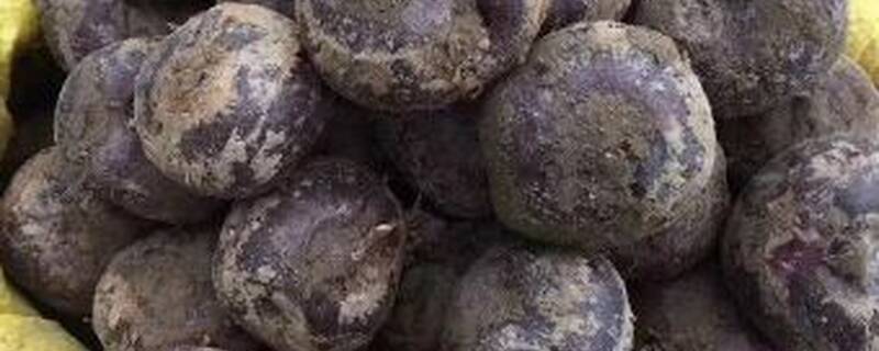 马蹄掌怎样腐熟