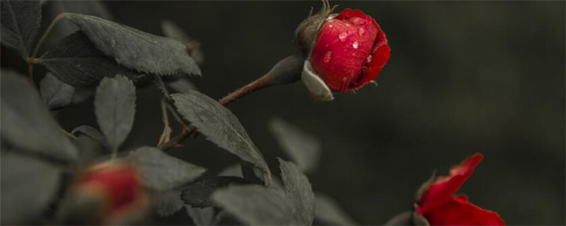 种植玫瑰的气候条件