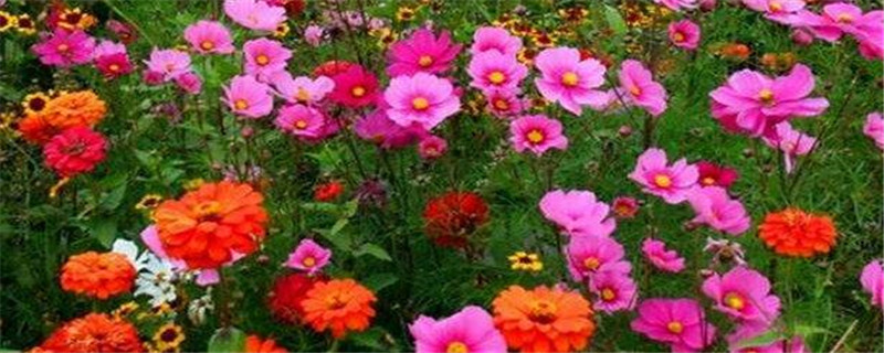 草花种子种植注意事项