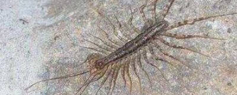 多脚虫怕什么植物