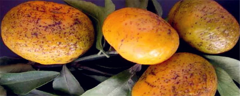 沙皮病用什么农药