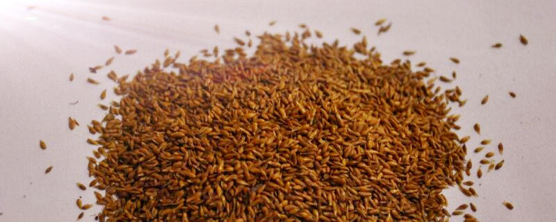 种植种子的注意事项