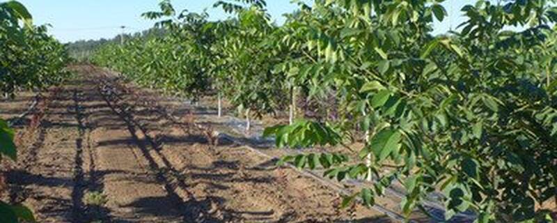 文玩核桃几年可以挂果