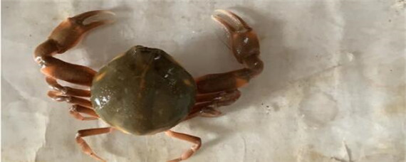 螃蟹吃什么?螃蟹怎么养殖?