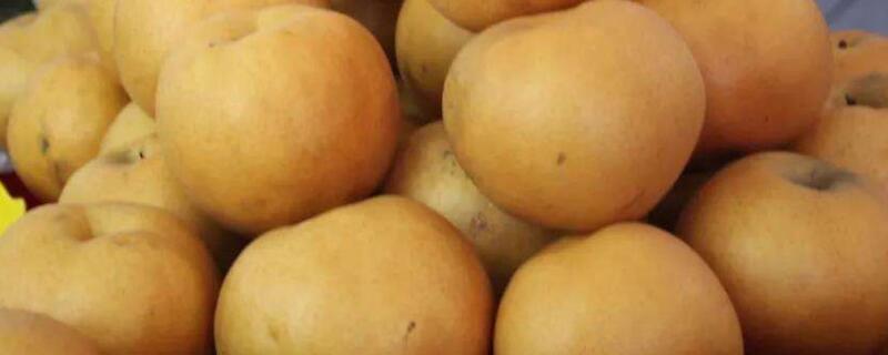 金果梨多久挂果