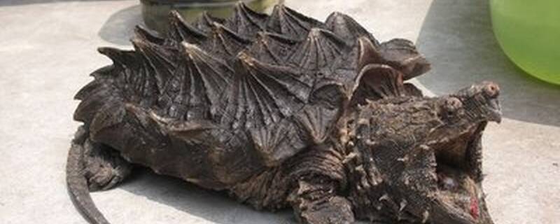 大鳄龟可以和什么龟混养