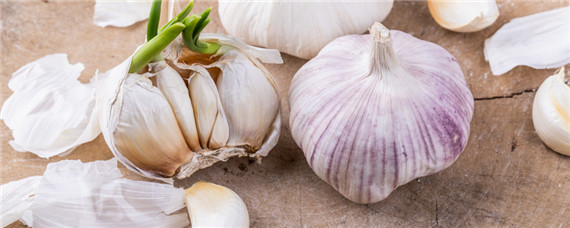 如何提高大蒜的出苗率