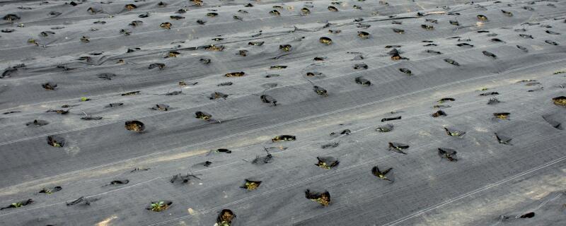 什么蔬菜适合地膜种植