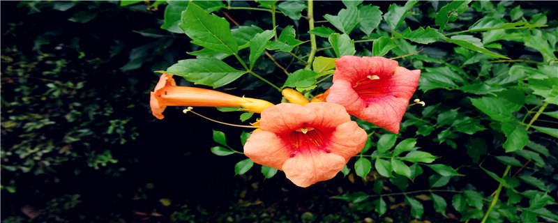 种植凌霄花注意事项