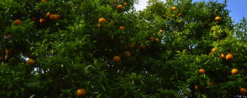 柑橘红蜘蛛用什么农药