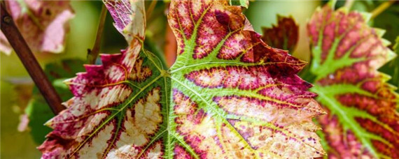 葡萄树浇水及施肥问题