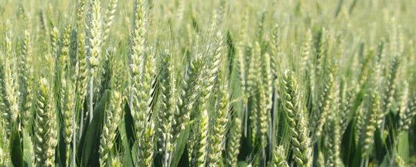 辛硫磷可以用在哪些蔬菜