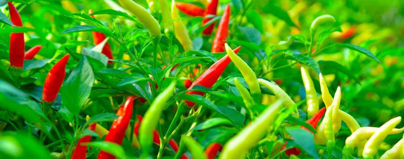 辣椒苗要不要打枝