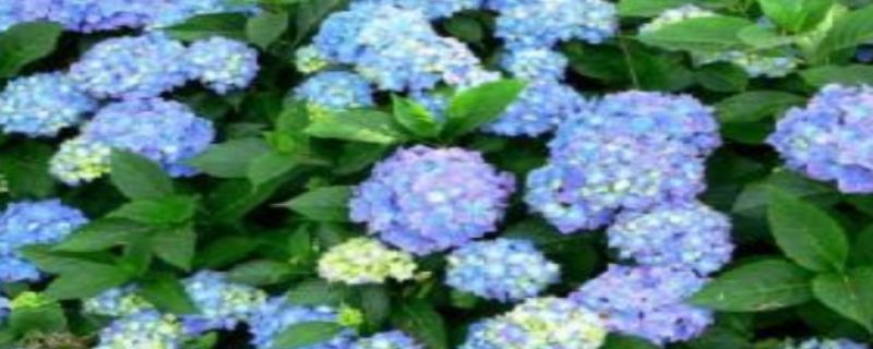 种植紫阳花注意事项