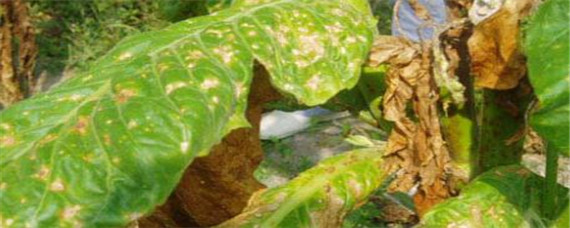 赤星病用什么药