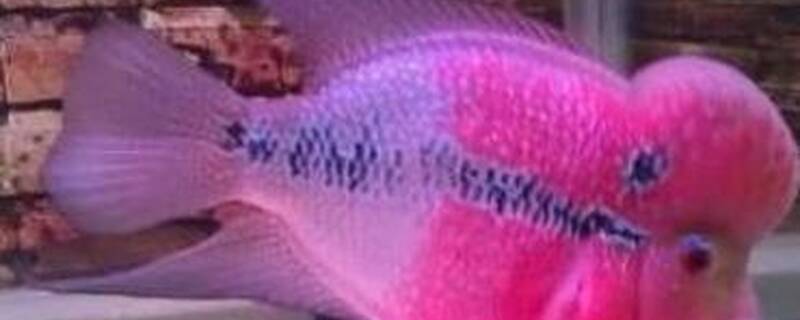 罗汉吃什么饲料好