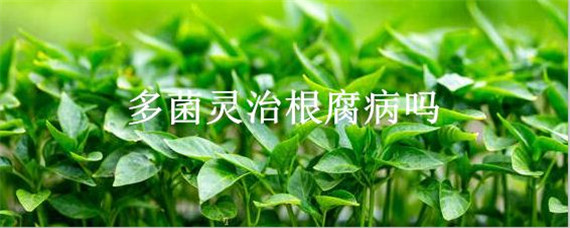 多菌灵治根腐病吗