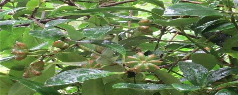 八角树多久挂果