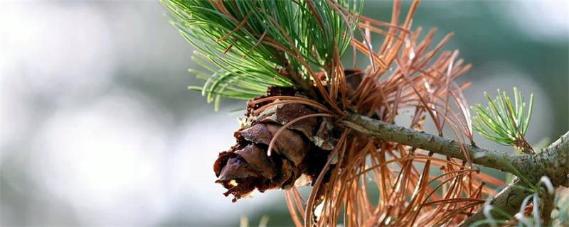 松树种子什么时候播种
