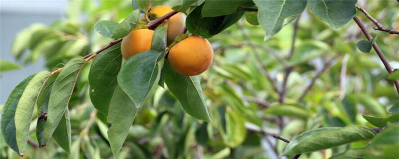 柿子树种植注意事项