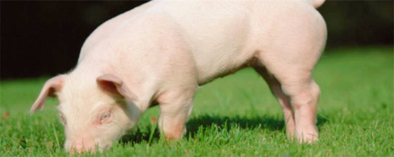 养猪补贴找什么部门