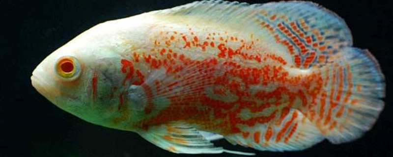 地图鹦鹉和什么混养