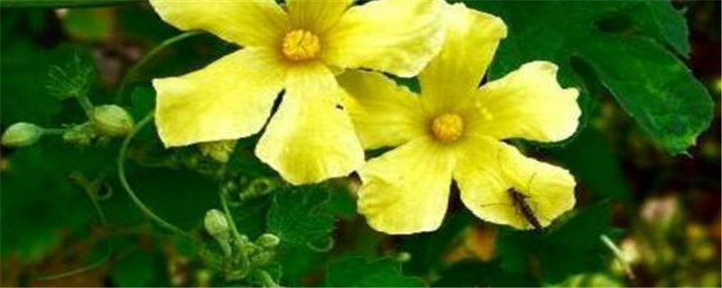 苦瓜的种植方法与管理