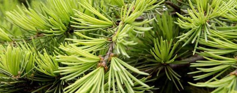 松树种植的注意事项