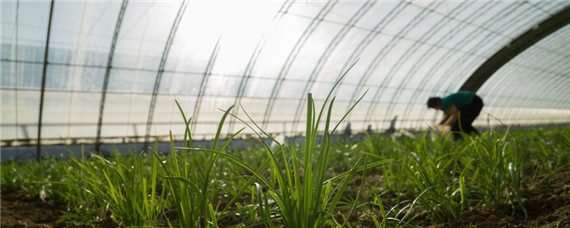 如何提高韭菜发芽率