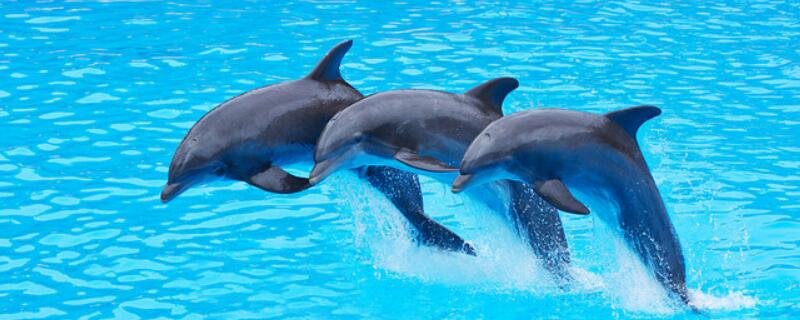 海豚的生活习性