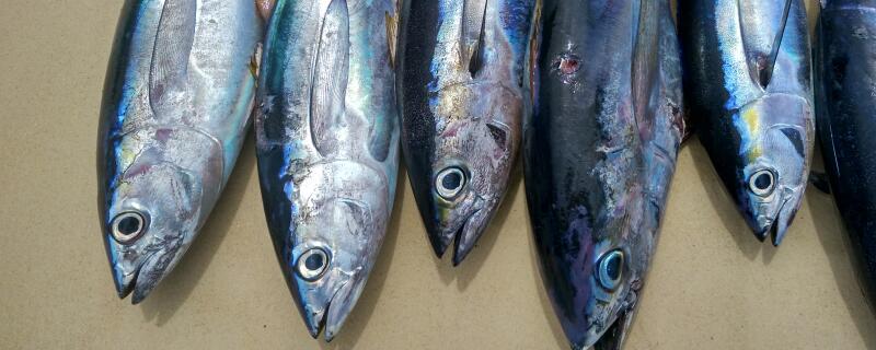 金枪鱼是海鱼吗