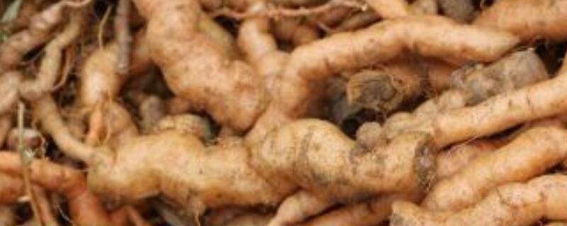 地黄种植的注意事项