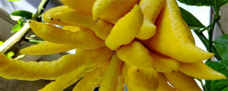 佛手的种植方法与管理