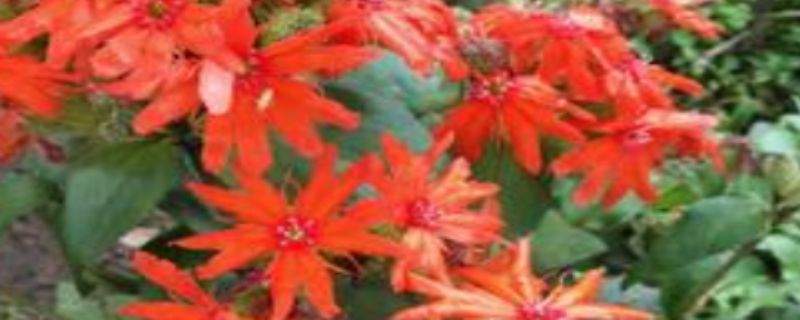 种植剪秋萝注意事项