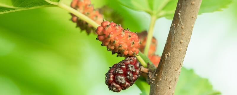 果桑苗种植技术