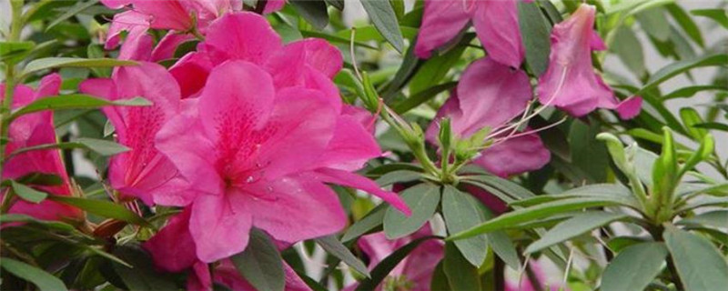 毛杜鹃种植注意事项