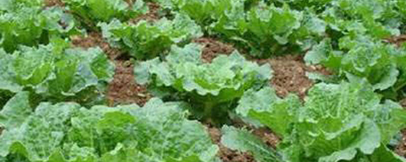 白菜用什么杀虫剂