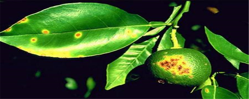 柑橘溃疡病用什么农药